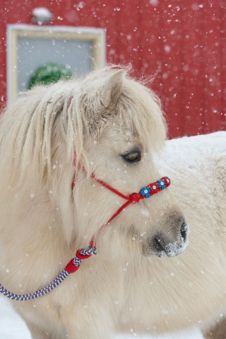 471273049 1334828424606004 6233455938107984279 n 768x1152