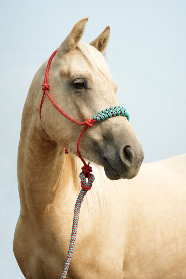 471276677 1334828327939347 6088561974498272567 n 768x1154