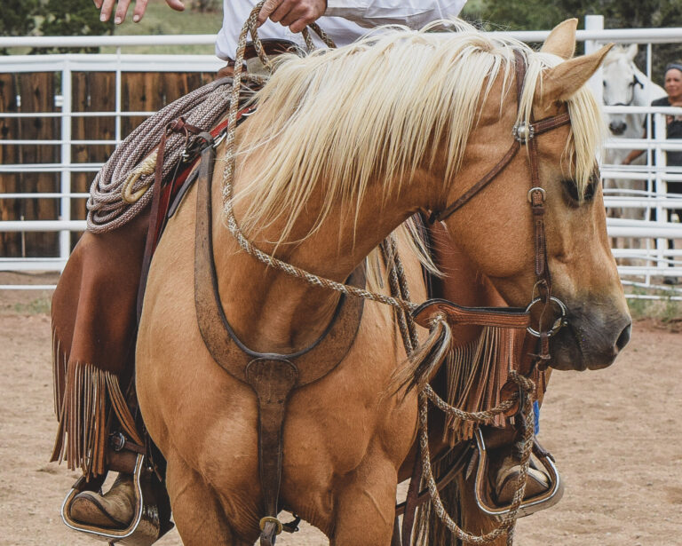 Bridle Bit LLC1 768x615