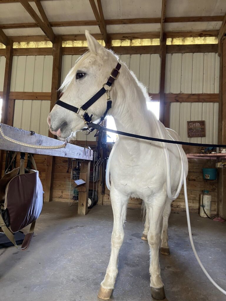 CL Equine Livestock LLC1 768x1024