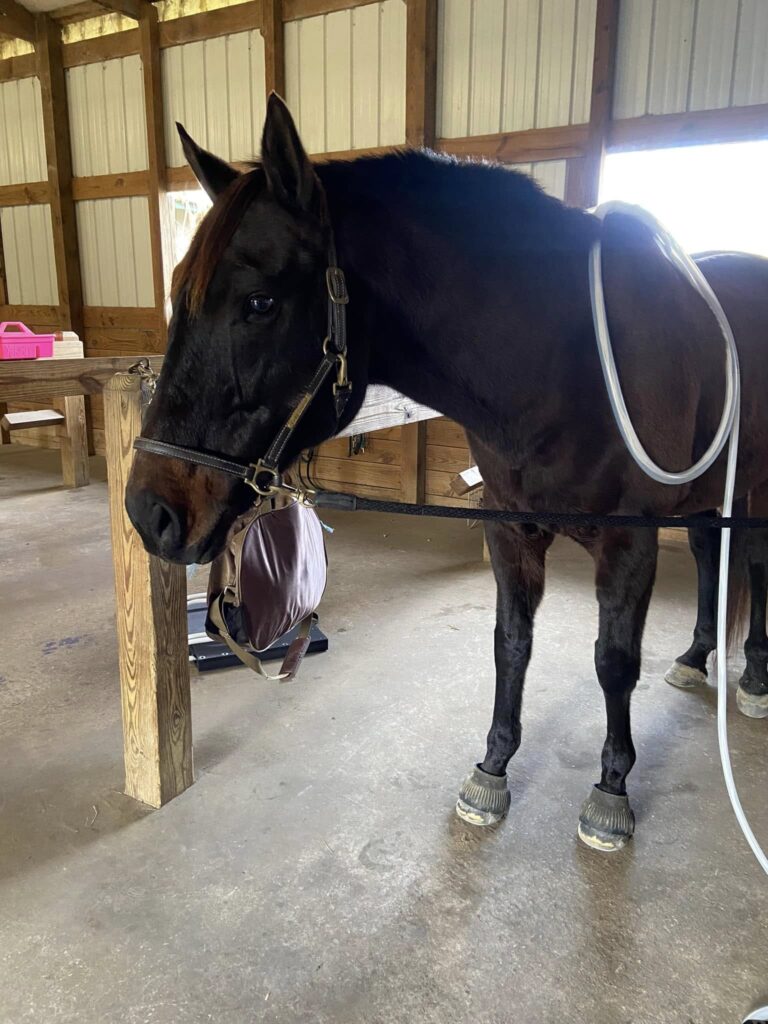 CL Equine Livestock LLC2 768x1024