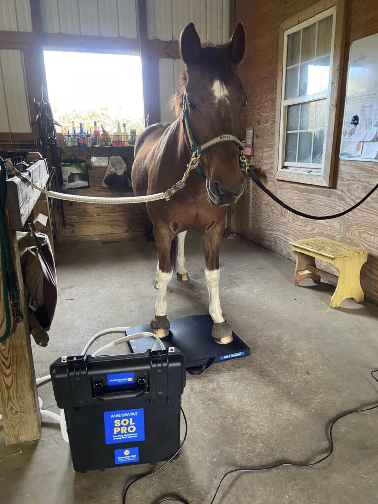 CL Equine Livestock LLC3 768x1024