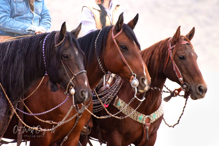 Cottonwood Day 4 18 768x512