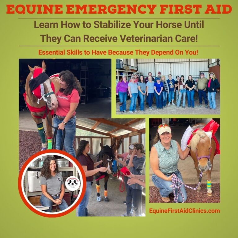 Equine First Aid 2 1 768x768