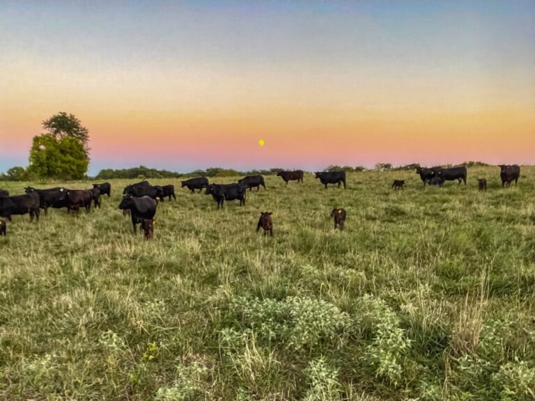 Tri County Cattle1 768x576