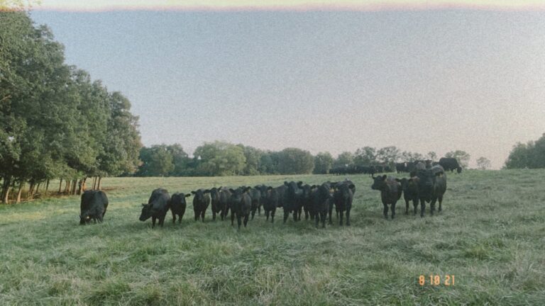 Tri County Cattle2 768x432