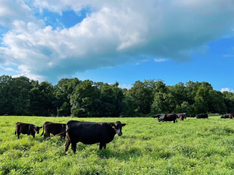 Tri County Cattle3 768x576