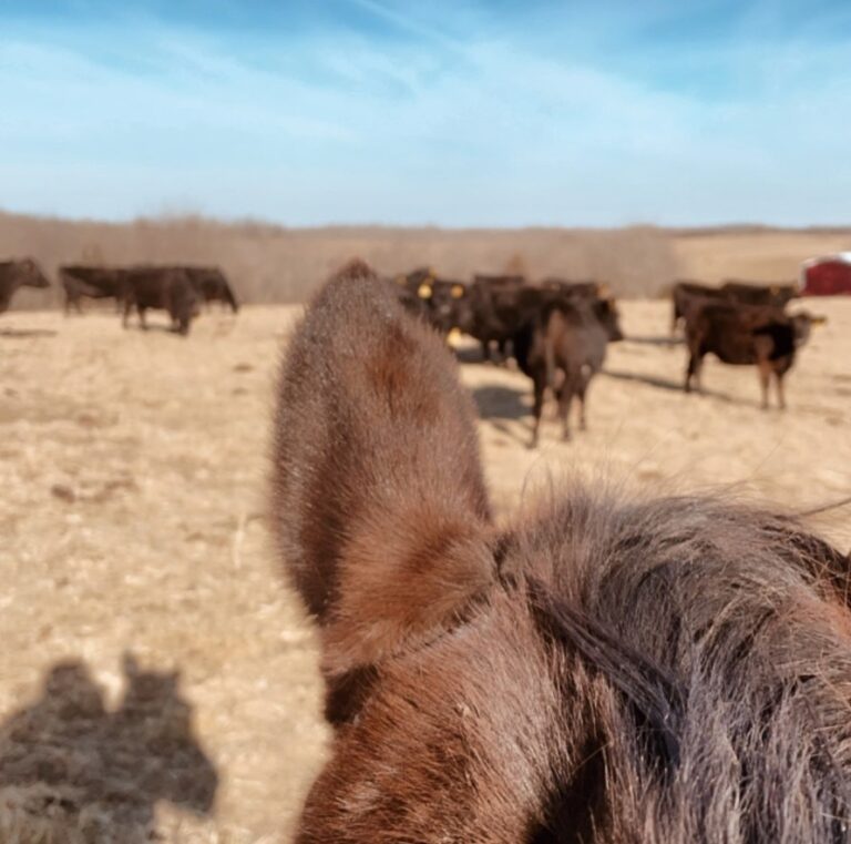 Tri County Cattle5 768x761