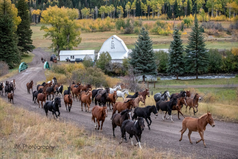 Horse herd heading to pasture Horse herd heading to pasture