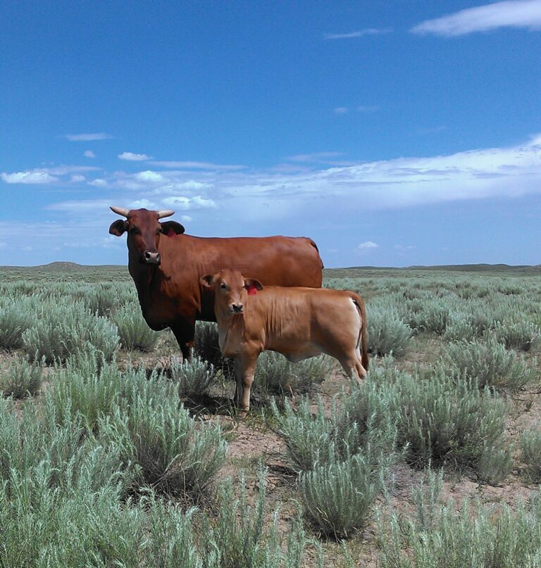 302318966 507268088066450 4958269321099788526 n 768x807