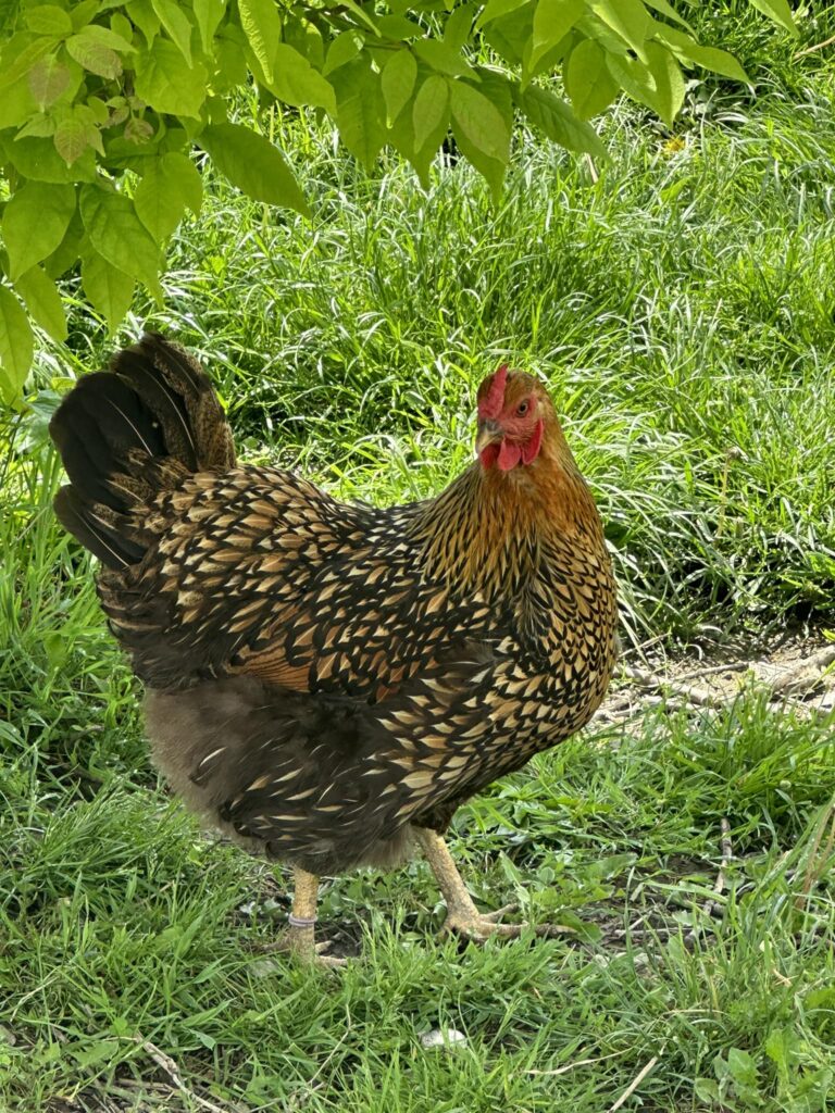 436020013 363733250048745 1994896575116274489 n 768x1024