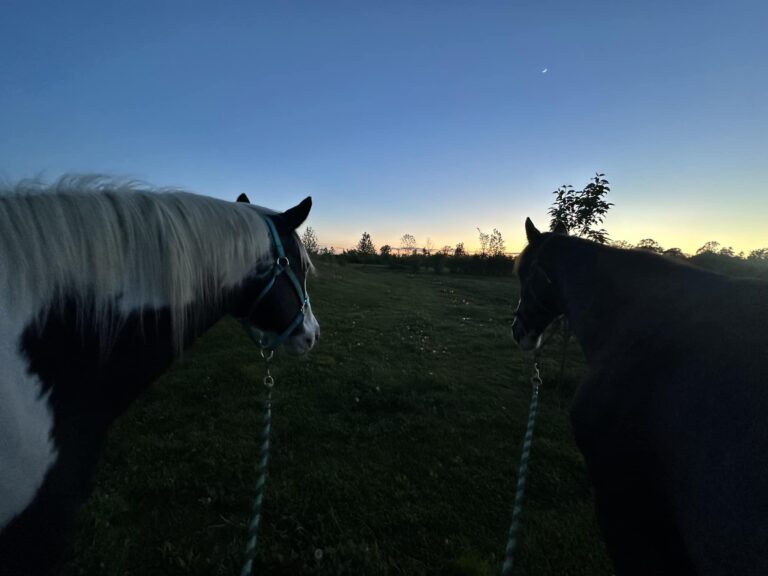 443843247 363741936714543 355474859419266401 n 768x576