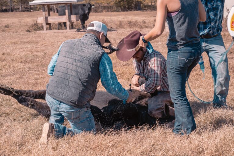 470206127 1137888618347691 1762799239359617347 n 768x512