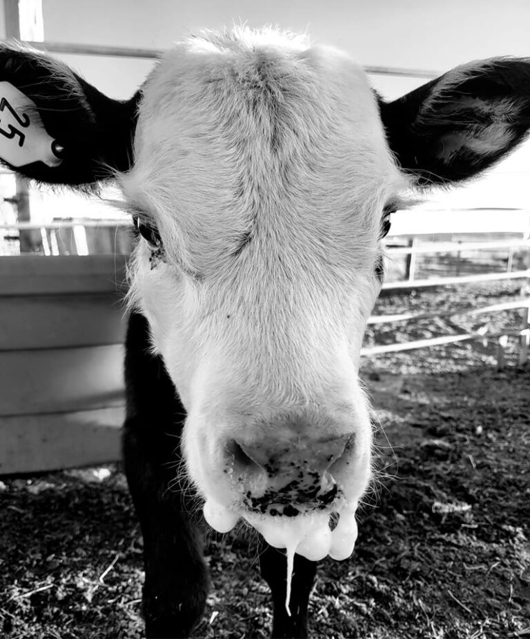 472880572 1021448533376163 4754576334674125492 n 768x927