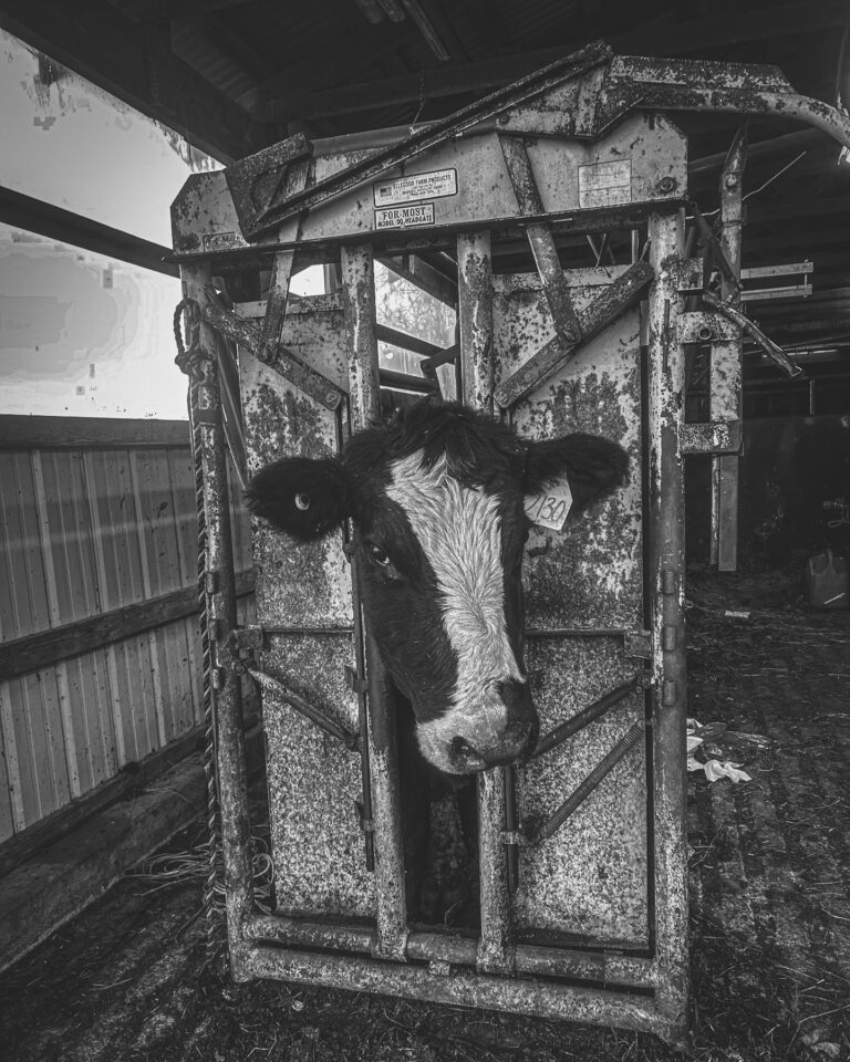 482046713 18124977364418220 8701358805023795030 n 768x960