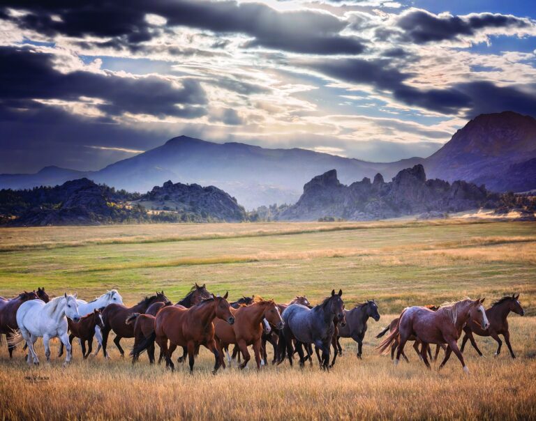 492513732 1184317213095243 6159354829114190990 n 768x604