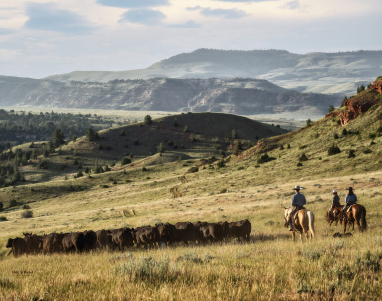 493027826 1184317069761924 6338001218011271085 n 768x604