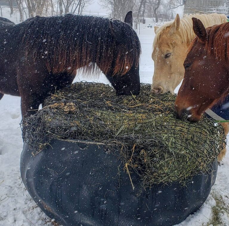 Authorized Hay Chix Dealer