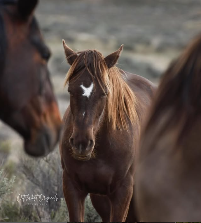 Out West Originals Photography