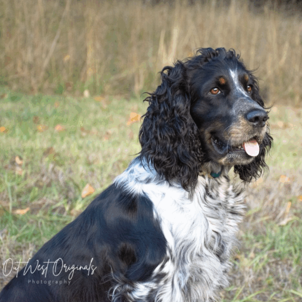 Pet Photography
