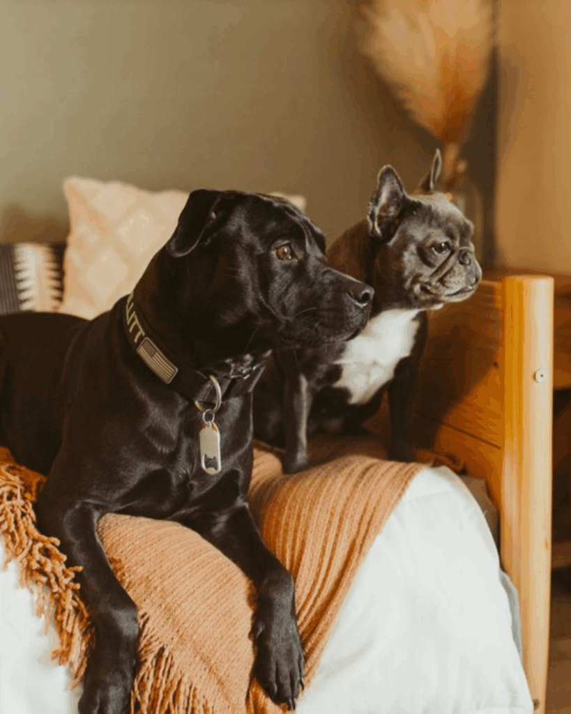 Her two lovely dogs! A french bulldog named Dixie Mae and a pit bull mix named Bullitt.